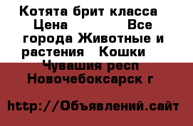 Котята брит класса › Цена ­ 20 000 - Все города Животные и растения » Кошки   . Чувашия респ.,Новочебоксарск г.